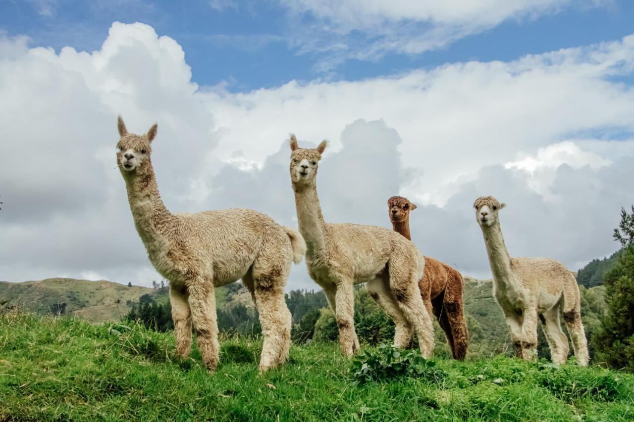 Luxury Stay, Alpaca Farm Paraparaumu Exterior photo