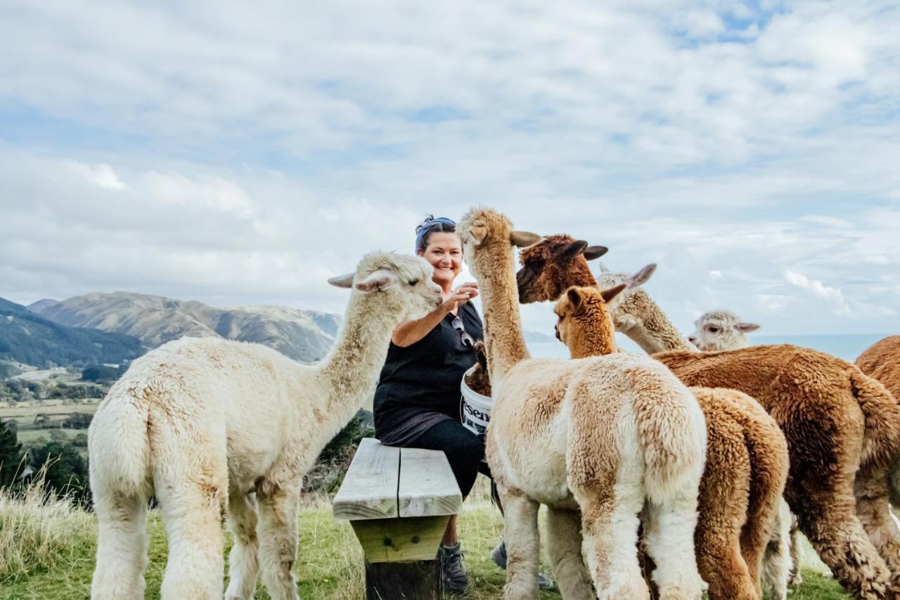Luxury Stay, Alpaca Farm Paraparaumu Exterior photo
